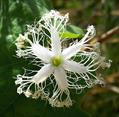 Trichosanthes cucumerina